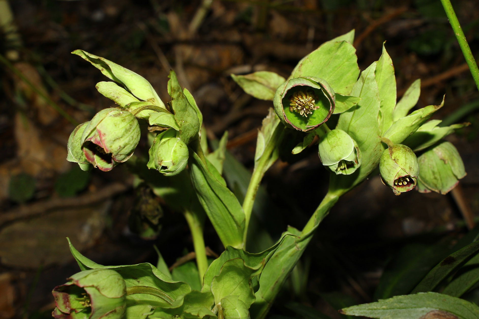 Le ultime arrivate tra le piante gi� fiorite